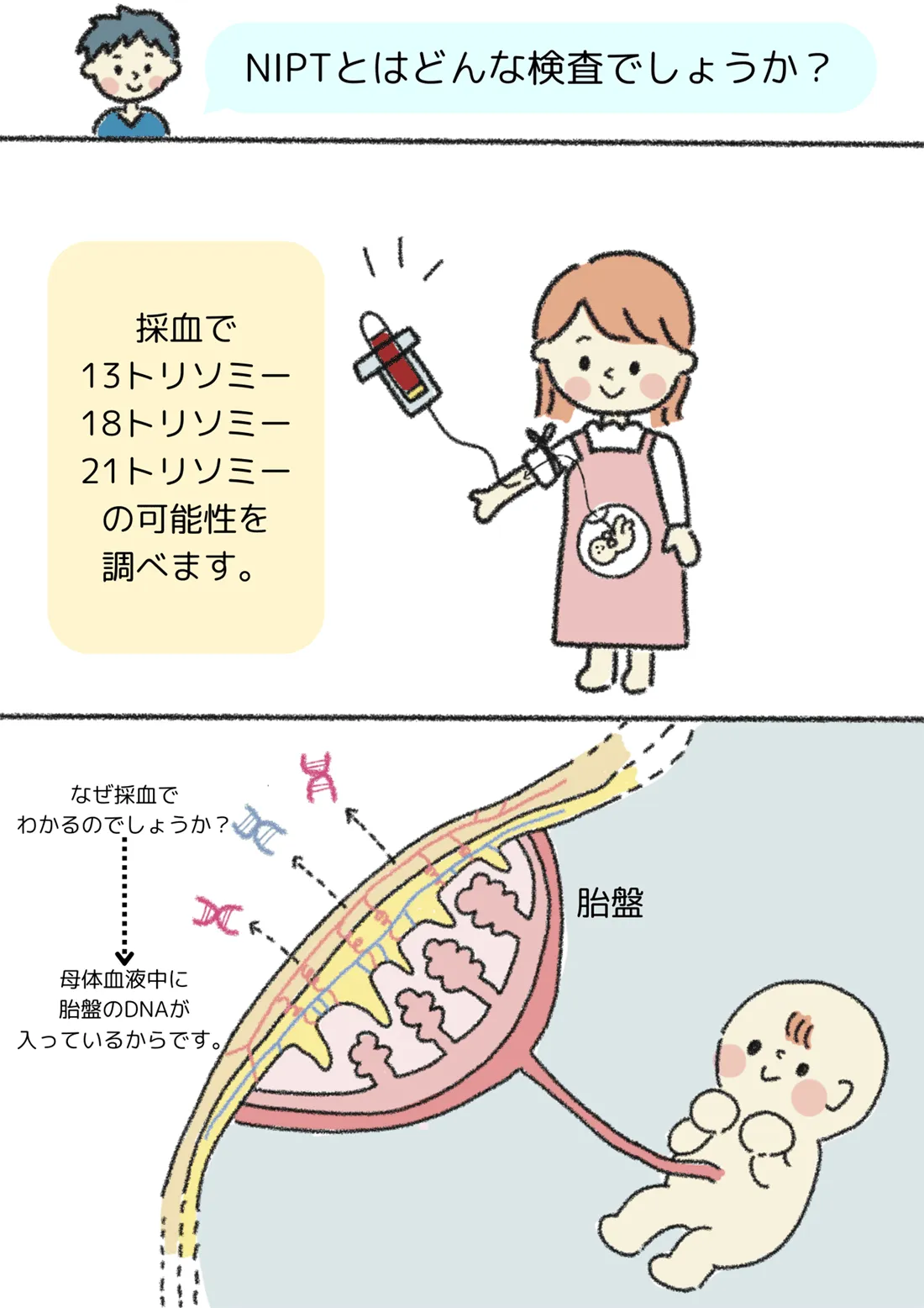 NIPTの説明